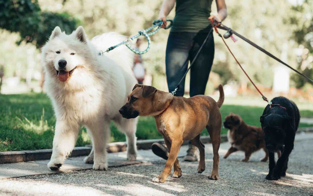 Why Dogs Need Human Interaction When You’re Away